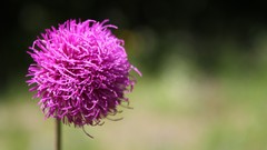 Flowers macro pink flowers