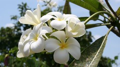 Flowers macro plumeria