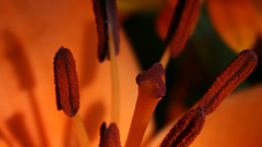 Flowers macro pollen Lilies