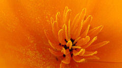 Flowers macro pollen orange