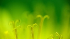 Flowers macro Ray Schönberger