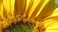 Flowers macro Sunflowers yellow