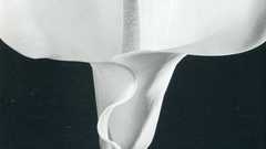 Flowers macro white flowers