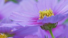 Flowers Maine purple flowers cosmos flower