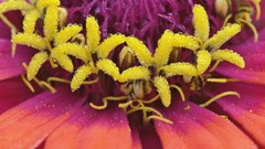 Flowers Maine zinnia