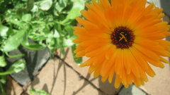 Flowers Marigold orange flowers