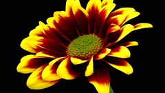 Flowers Marigold vibrant