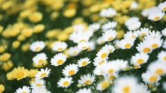 Flowers meadows depth of