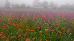 Flowers meadows mist