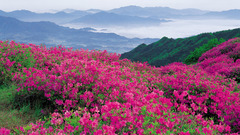 Flowers meadows mist