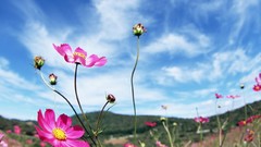 Flowers meadows Plants blue skies cosmos flower