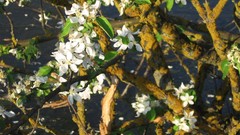 Flowers moss flowered trees