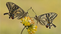 Flowers moth Butterflies
