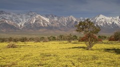 Flowers Mountains crest California sierra eastern