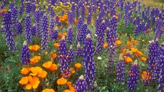 Flowers Mountains Poppies California lupine