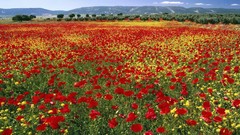 Flowers Mountains Poppies Spain fields endless