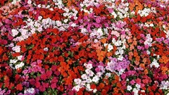 Flowers multicolor Impatiens