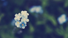 Flowers myosotis depth of field Forget-me-nots