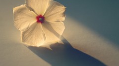 Flowers national geographic sunlight