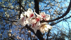 Flowers nature almond