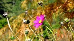 Flowers nature autumn Plants cosmos flower