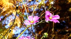 Flowers nature autumn Plants cosmos flower