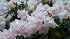 Flowers nature Azaleas white flowers