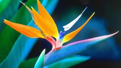 Flowers nature Bird of Paradise Crane Flower