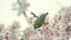Flowers nature Birds cherry blossoms japanese white-eye