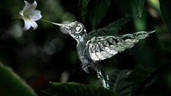 Flowers nature Birds mechanical hummingbirds mechanical 