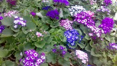 Flowers nature bloom iran shiraz