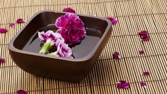 Flowers nature bloom pink flowers purple flowers carnations