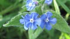 Flowers nature blue flowers Forget-me-nots
