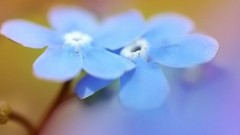 Flowers nature blue flowers Forget-me-nots