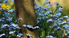 Flowers nature blue flowers post depth of field Forget-me-nots