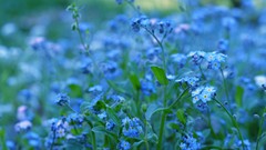 Flowers nature bokeh blue flowers Forget-me-nots