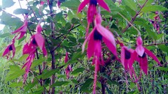 Flowers nature bomdila