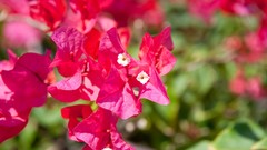 Flowers nature bougainvillea