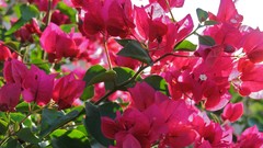 Flowers nature bougainvillea