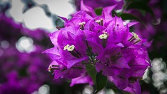 Flowers nature bougainvillea Trinidad and Tobago Port of Spain