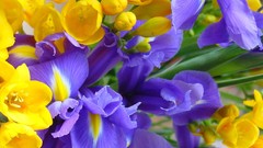 Flowers nature bouquet purple flowers Irises yellow flowers