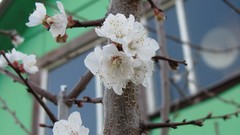 Flowers nature branches apricots