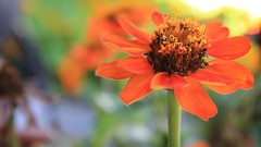 Flowers nature bright Green orange Plants growth brown sunny 