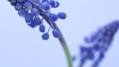 Flowers nature buds hyacinths blue flowers