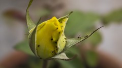 Flowers nature Bugs Life