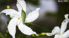 Flowers nature Bugs Life