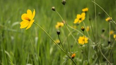 Flowers nature Bugs Life