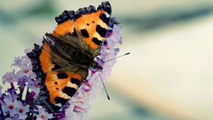Flowers nature Butterflies lilac
