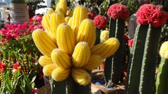 Flowers nature cactus cactus flowers karachi