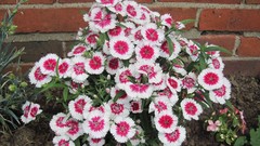 Flowers nature carnations